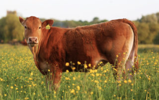 Cows In The Meadow