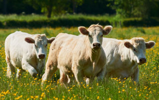Group Of Charolais Cattle Grazing.